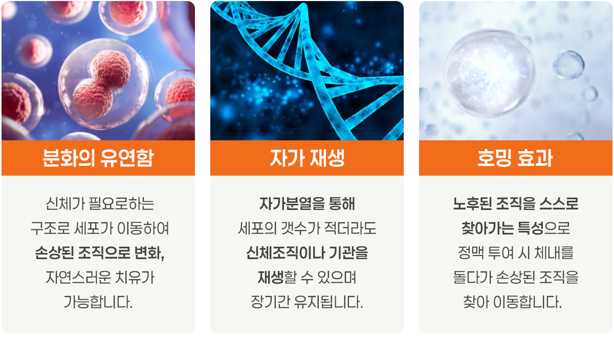 줄기세포